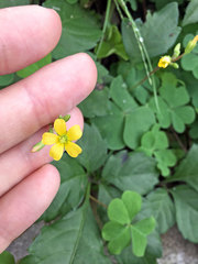 Oxalis corniculata