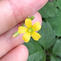 Oxalis corniculata