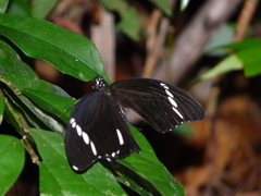 Papilio nephelus sunatus