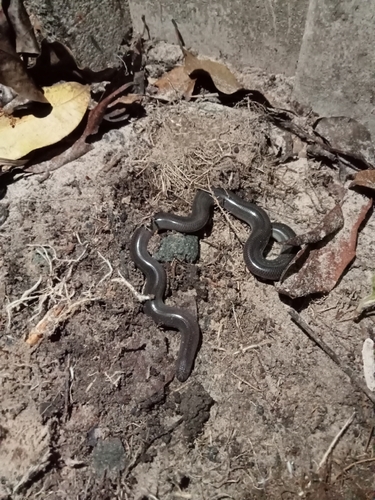 Siamese Blind Snake