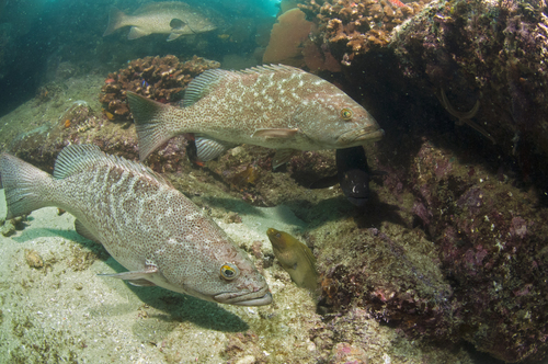 Leopard Grouper