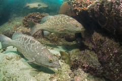 Mycteroperca rosacea