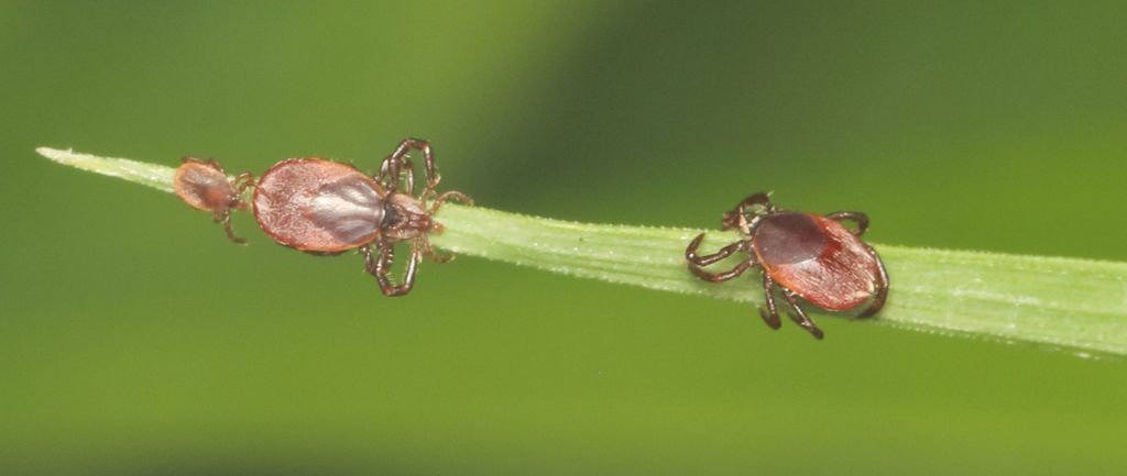 Ixodes rubicundus