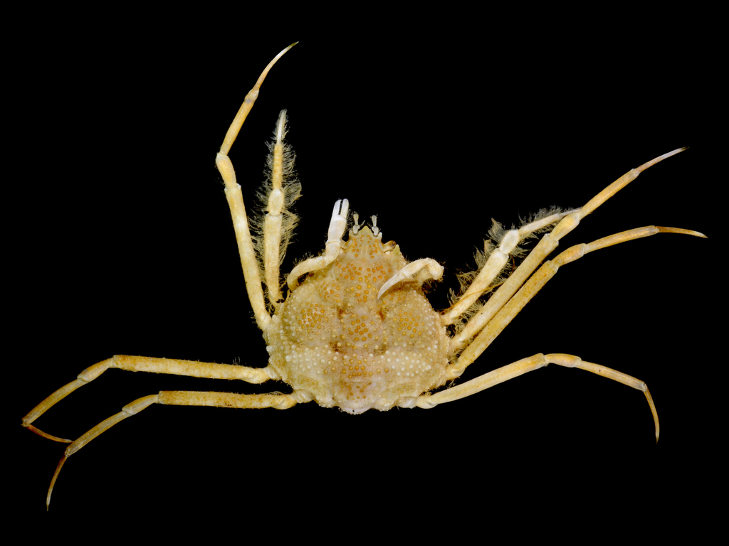 Paradasygyiinae