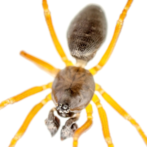 Agyneta conigera