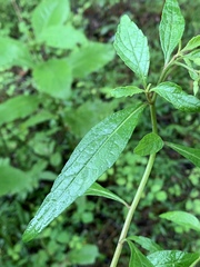 Cyanthillium vernonioides