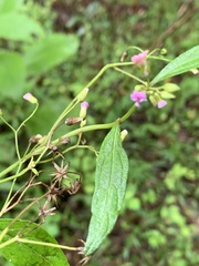 Cyanthillium vernonioides