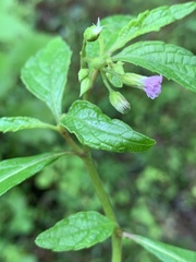 Cyanthillium vernonioides