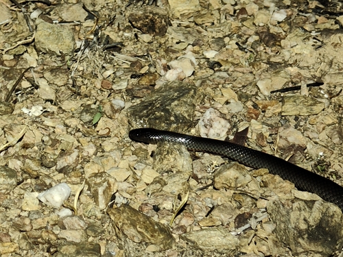 Eastern Small-eyed Snake sighting