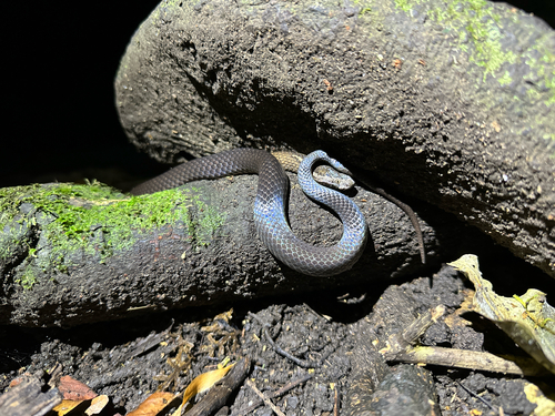 Golden-crowned Snake sighting