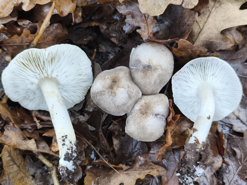 Tricholoma scalpturatum · December 2025 · photo: © jose_castro (iNaturalist, CC)