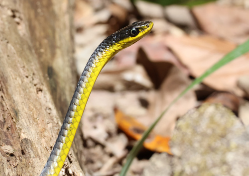 Common Tree Snake sighting
