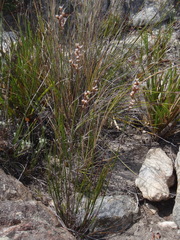 Rhodocoma fruticosa