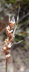 Rhodocoma fruticosa