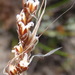 Rhodocoma fruticosa - Photo 由 Nicola van Berkel 所上傳的 (c) Nicola van Berkel，保留部份權利CC BY-SA