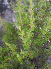 Cliffortia tuberculata