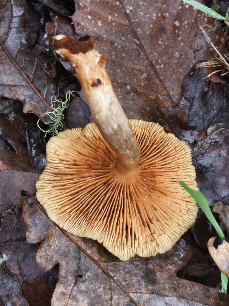 Gymnopilus penetrans · December 2025 · photo: © jose_castro (iNaturalist, CC)