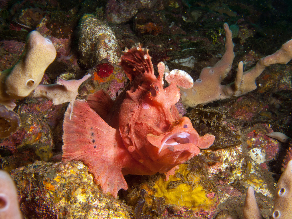 Eschmeyer's Scorpionfish