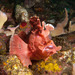 Paddle-flap Scorpionfish - Photo (c) prilfish, some rights reserved (CC BY)