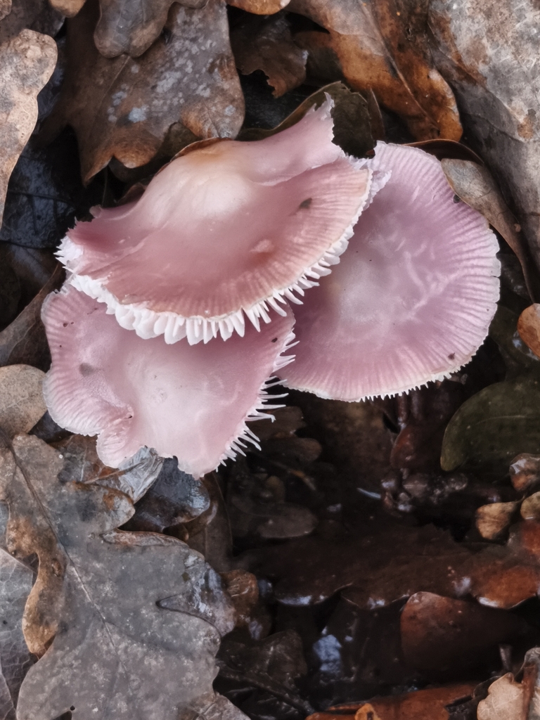 Mycena rosea · December 2025 · photo: © jose_castro (iNaturalist, CC)