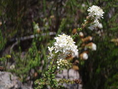 Selago myriophylla