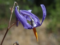 Conanthera bifolia