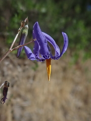 Conanthera bifolia