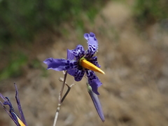 Conanthera bifolia