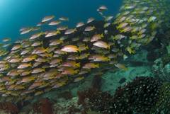 Amarillo Snapper photo 5