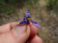 Conanthera bifolia