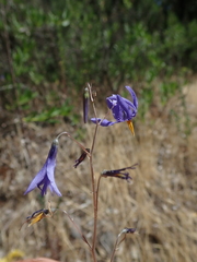 Conanthera bifolia