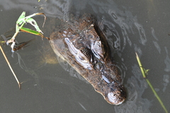 Caiman crocodilus fuscus