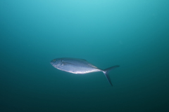 Caranx caballus