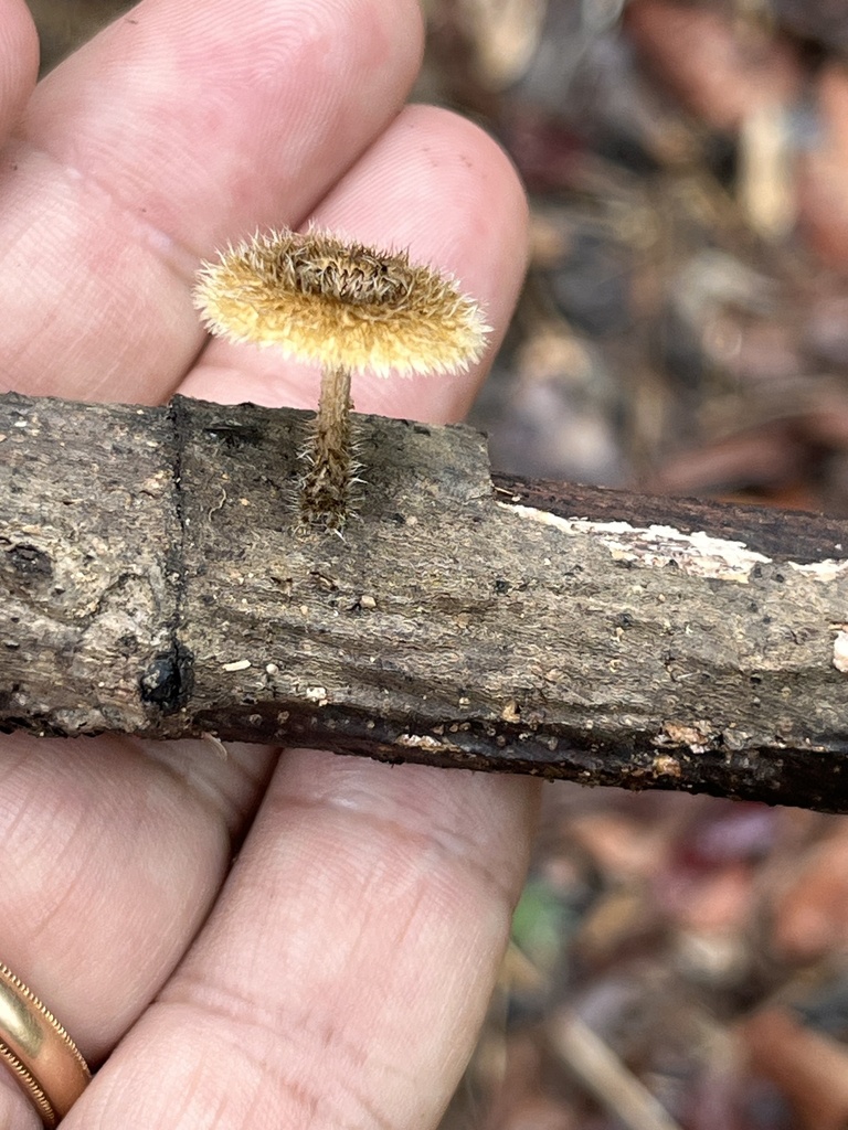 Lentinus berteroi · December 2025 · photo: © mariobarroso (iNaturalist, cc-by)