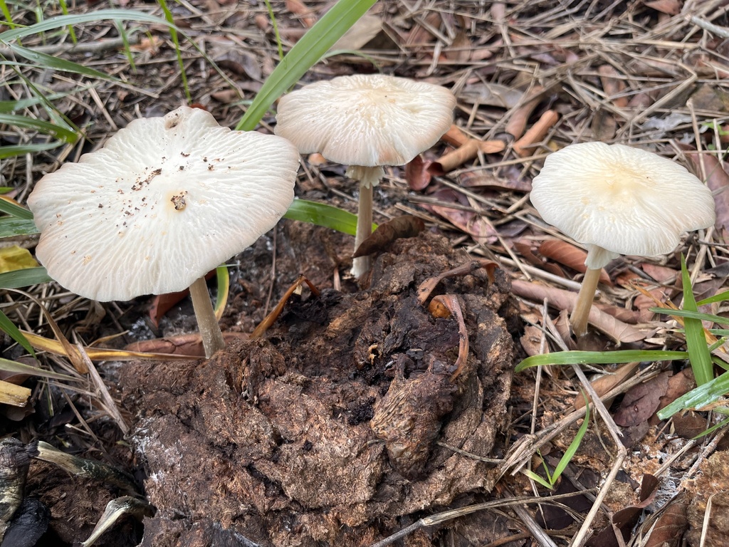 Agrocybe rivulosa · December 2025 · photo: © mariobarroso (iNaturalist, cc-by)