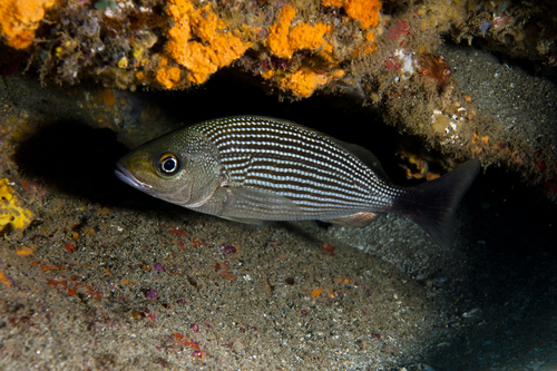 Spottail Grunt
