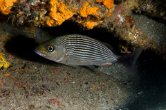 Haemulon maculicauda