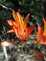 Alstroemeria ligtu