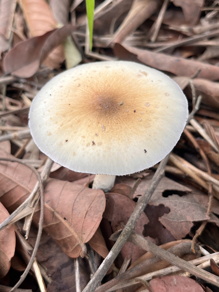 Psilocybe cubensis · December 2025 · photo: © mariobarroso (iNaturalist, cc-by)