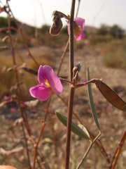 Tephrosia apollinea