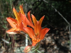 Alstroemeria ligtu