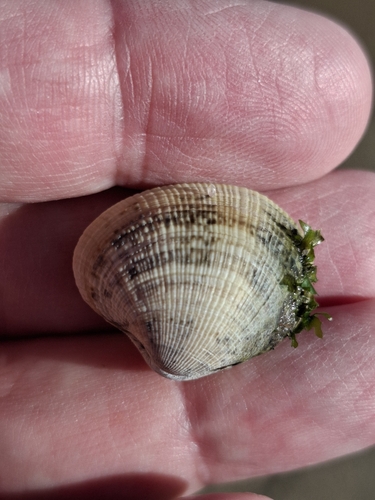 Ruditapes philippinarum
