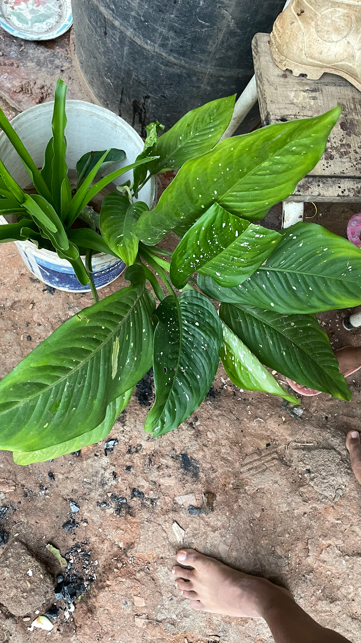 Dieffenbachia seguine