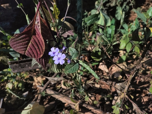 Eranthemum roseum, photograph 1