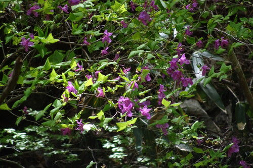 Rhododendron wadanum iNat (2)