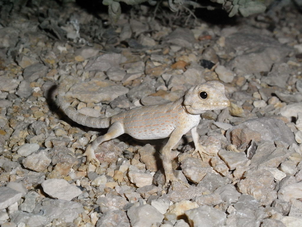 Carter’s Semaphore Gecko