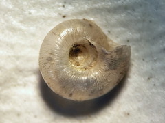 Zonitoides lateumbilicatus