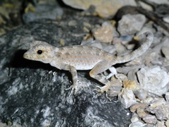 Pristurus carteri