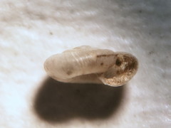 Zonitoides lateumbilicatus
