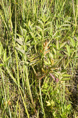 Cicuta douglasii